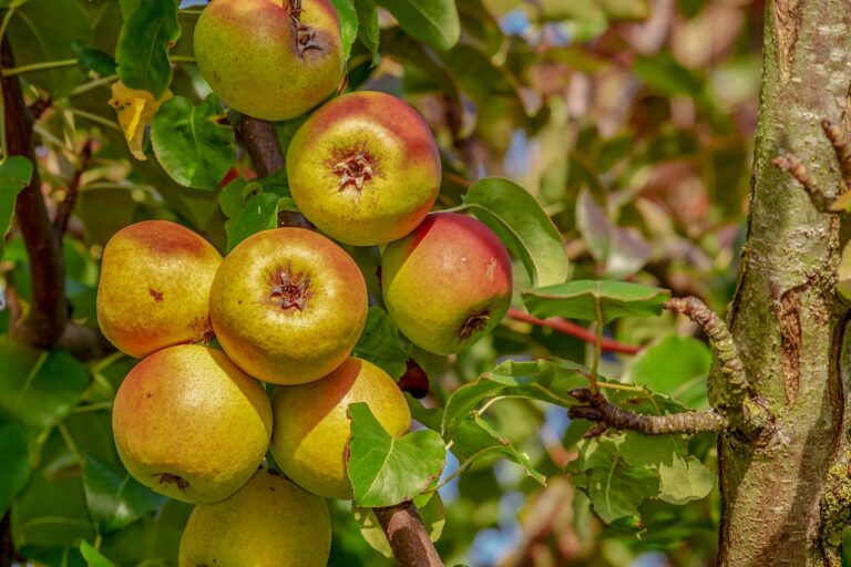 Analyzing the Influence of Food Security on Nutritional Health