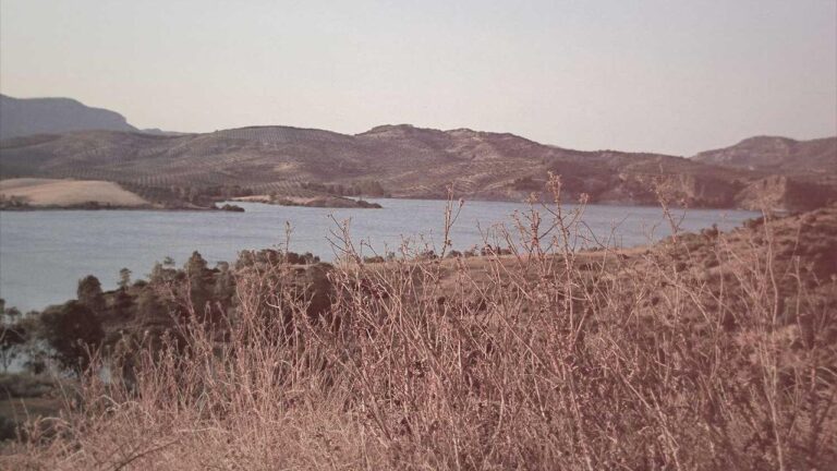 What Is Cricbet99 Delhi Whatsapp Number?